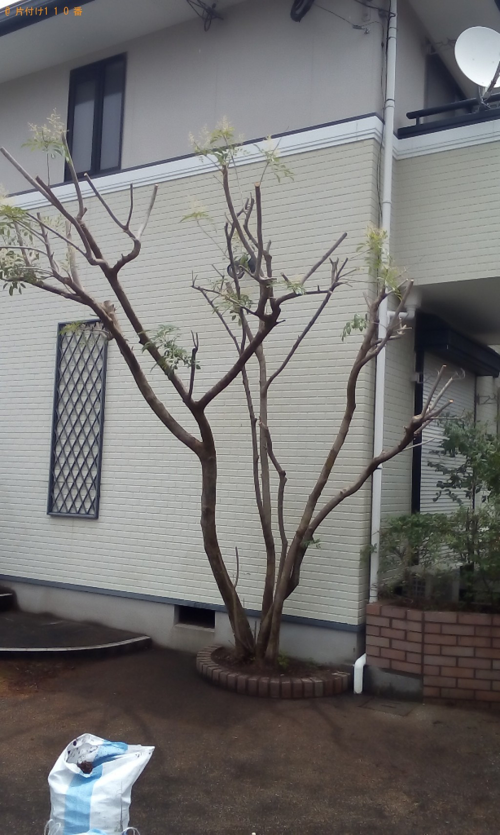 木の剪定作業ご依頼　お客様の声